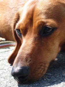hudsy